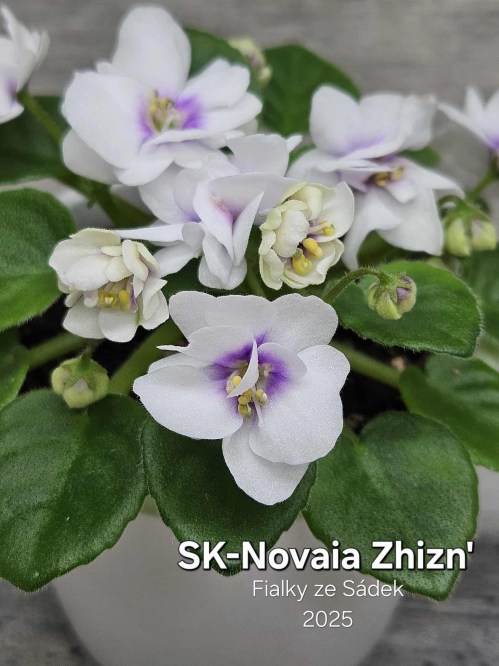 SK-Novaia Zhizn'